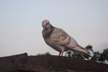 A white and brown patterned pigeon stands calmly on a wooden structure, its soft plumage visible against a muted sky. This bird appears peaceful in its outdoor setting