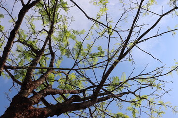 tree branches against blue sky
