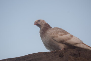 A light-colored pigeon with soft plumage is perched on a wooden structure, set against a clear, muted sky. The bird appears calm and watchful in its outdoor environment