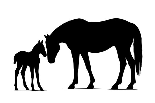 Silhouette of a mare and her foal standing together  