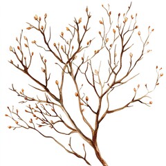 Obraz premium Detailed Watercolor Illustration Of Bare Branches With Buds