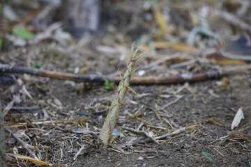 竹林に生えるたけのこ