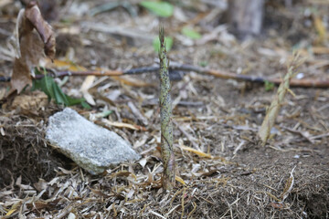 竹林に生えるたけのこ
