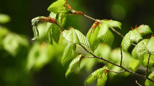 [4K] Hakkoda Beech Forest: Vitality of Fagus crenata Leaves Sprouting in Early Spring with Lingering Snow 【4K】八甲田のブナ林：残雪残る早春に芽吹くブナ（Fagus crenata）の葉の生命力あふれる風景 撮影日：20250519-2