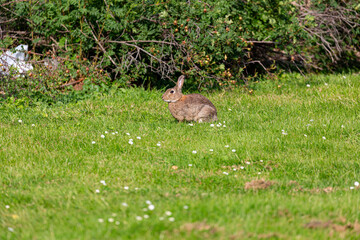 Rabbit on a grass field
