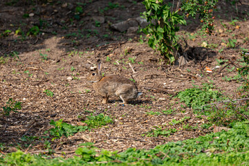 Rabbit on a grass field