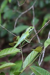 Chamäleon im Baum