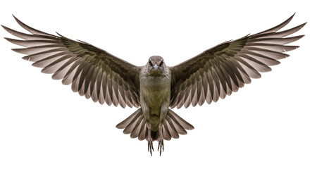 Obraz premium Isolated Grey Bird with Spread Wings, Avian Beauty