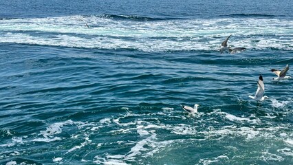 Marmara sea during overcast weather. Seagulls are flying on the Marmara sea in Kocaeli during...