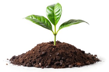 Surreal Coffee Sprout Photography: Tiny Coffee Plant, Soil, White Background, Clipping Path, Isolated Image, High Resolution
