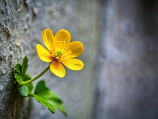 Small Yellow Celandine Flower on Grey Wall - Macro Food Photography