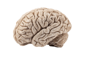Detailed Anatomical Brain Model with Speckled Texture, PNG