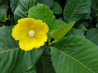 Close up of blooming Yellow simpoh flower.