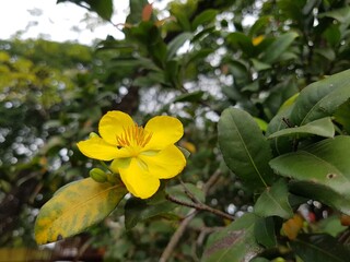 Close up of blooming yellow mai flower.