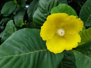 Close up of yellow simpoh flower.