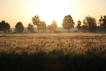 Obraz premium Morning in the Field