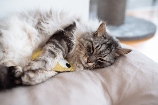 Domestic fluffy gray cat lies on a pillow with his favorite toy