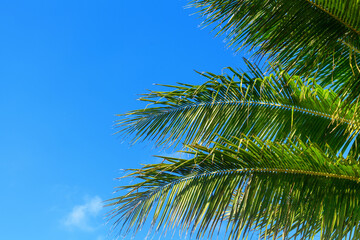 Green coconut palm tree leaves texture blue sky background closeup, palm leaf decoration, palm branch frame, exotic foliage pattern, tropical island sea beach, summer holidays, vacation, travel banner