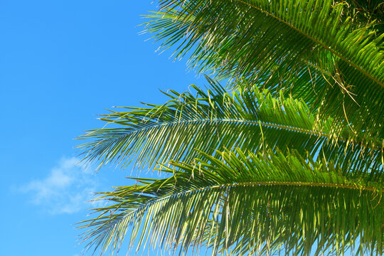 Green coconut palm tree leaves texture blue sky background closeup, palm leaf decoration, palm branch frame, exotic foliage pattern, tropical island sea beach, summer holidays, vacation, travel banner