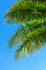 Green coconut palm tree leaves texture blue sky background closeup, palm leaf decoration, palm branch frame, exotic foliage pattern, tropical island sea beach, summer holidays, vacation, travel banner