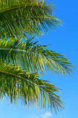 Green coconut palm tree leaves texture blue sky background closeup, palm leaf decoration, palm branch frame, exotic foliage pattern, tropical island sea beach, summer holidays, vacation, travel banner
