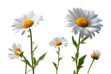 Fototapeta premium Five White Daisies with Yellow Centers on Transparent Background, PNG