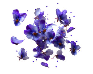 Floating Purple Pansies and Petals on Transparent Background, PNG