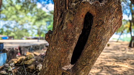 a tree trunk with a large hole