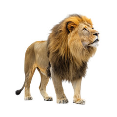 Majestic male lion isolated on transparent background