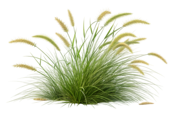 green grass isolated on white background