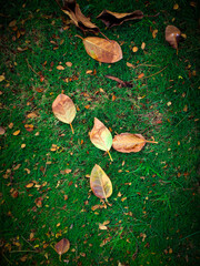 Photo of dry leaves on green grass in vignette style. Nature photography