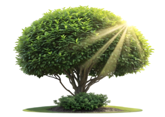 Small Green Tree With Sunlight Isolated on Transparent Background