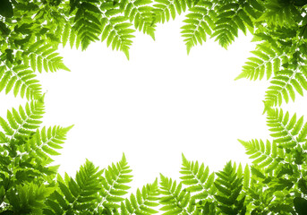 Green fern leaves frame isolated on transparent background