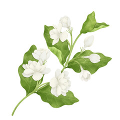 A Bouquet of White Jasmine
