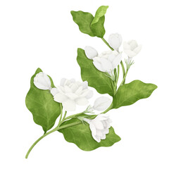 A Bouquet of White Jasmine