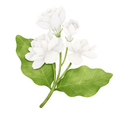 A Bouquet of White Jasmine