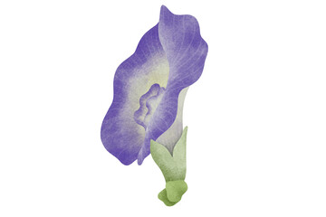 Watercolor Butterfly Pea illustration.