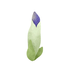 Watercolor Butterfly Pea illustration.