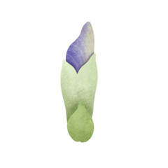 Watercolor Butterfly Pea illustration.