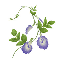 Watercolor Butterfly Pea illustration.