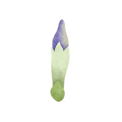Watercolor Butterfly Pea illustration.