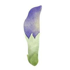 Watercolor Butterfly Pea illustration.