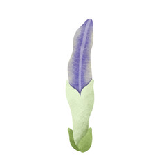 Watercolor Butterfly Pea illustration.