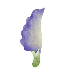Watercolor Butterfly Pea illustration.