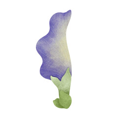 Watercolor Butterfly Pea illustration.