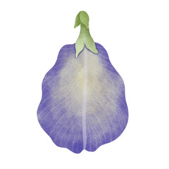Watercolor Butterfly Pea illustration.