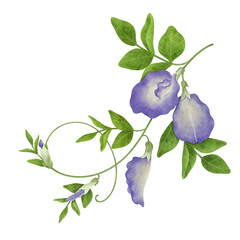 Watercolor Butterfly Pea illustration.