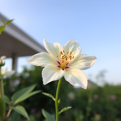 Fototapeta premium White flower