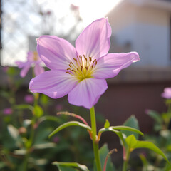 Fototapeta premium pink flower