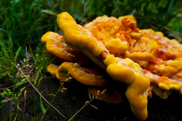Close-up of Laetiporus sulphureus fungi, Chicken of the Woods or Sulphur Shelf mushroom. High quality photo